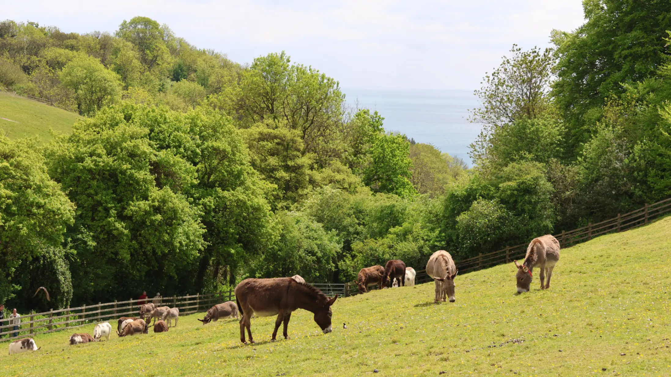 Donkeys grazing at The Donkey Sanctuary